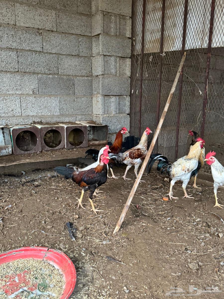 Local roosters with natural incubation63698998044547112
