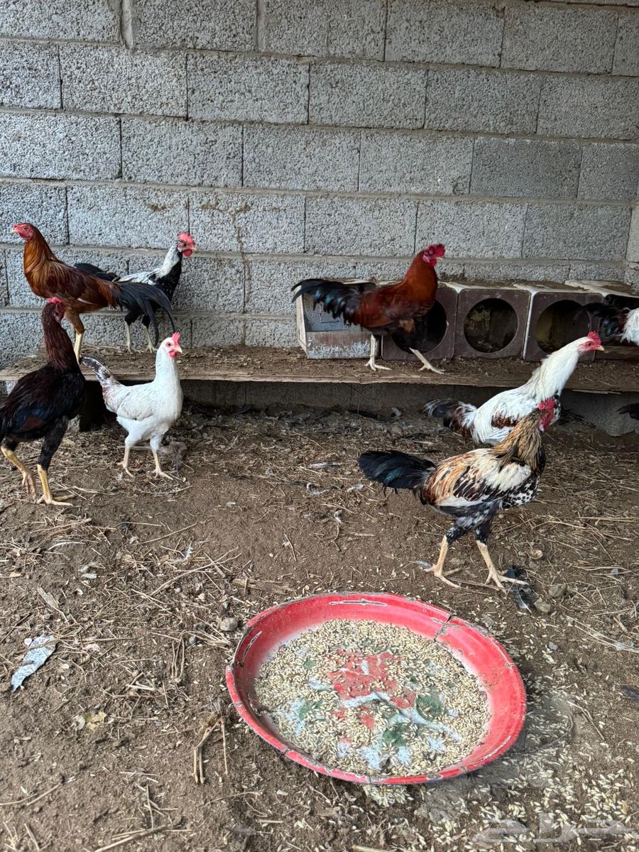 Local roosters with natural incubation63698998044547114