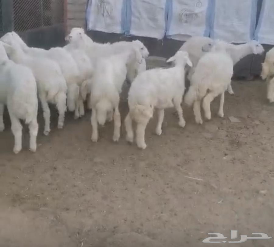 طليان رحال للبيع العدد 35 أعمارها من خمسه شهور حلال نظيف63680013944833110