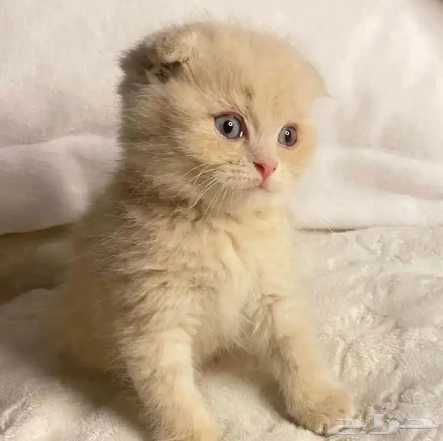 قطط سكوتش فولد للبيع63699002125187110
