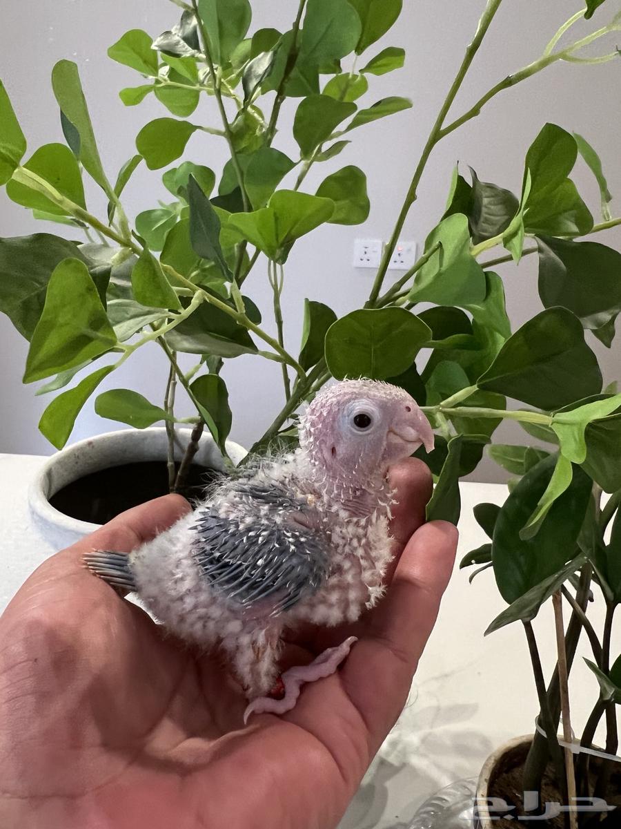 Junior Pineapple Red Factor Chicks63678303184515111