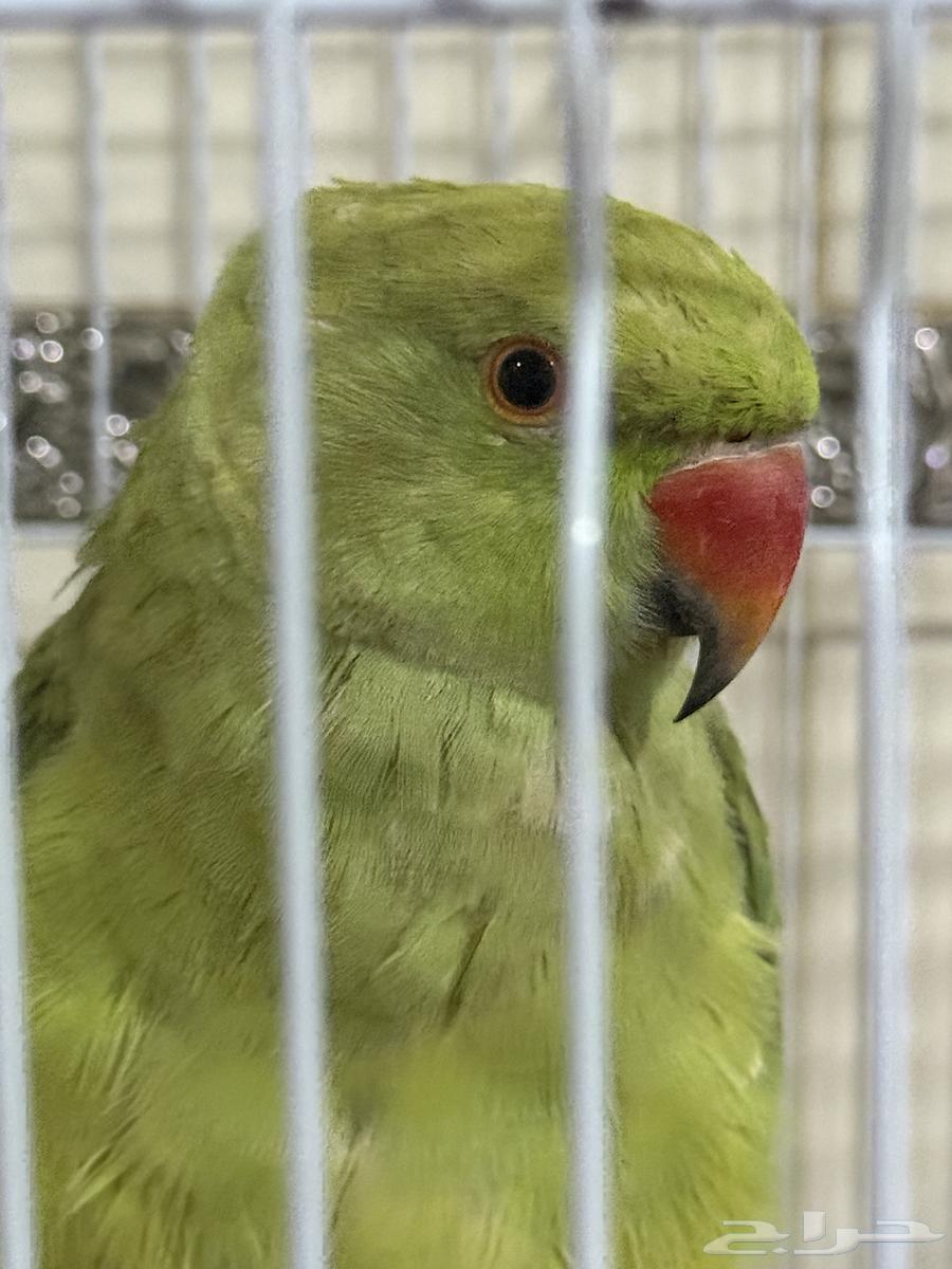 ببغاء دره للبيع63676994314498114