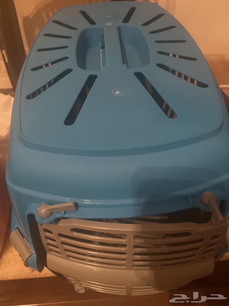 قط ذكر عمره شهرين من فصيلة السكواتش63676823880578114