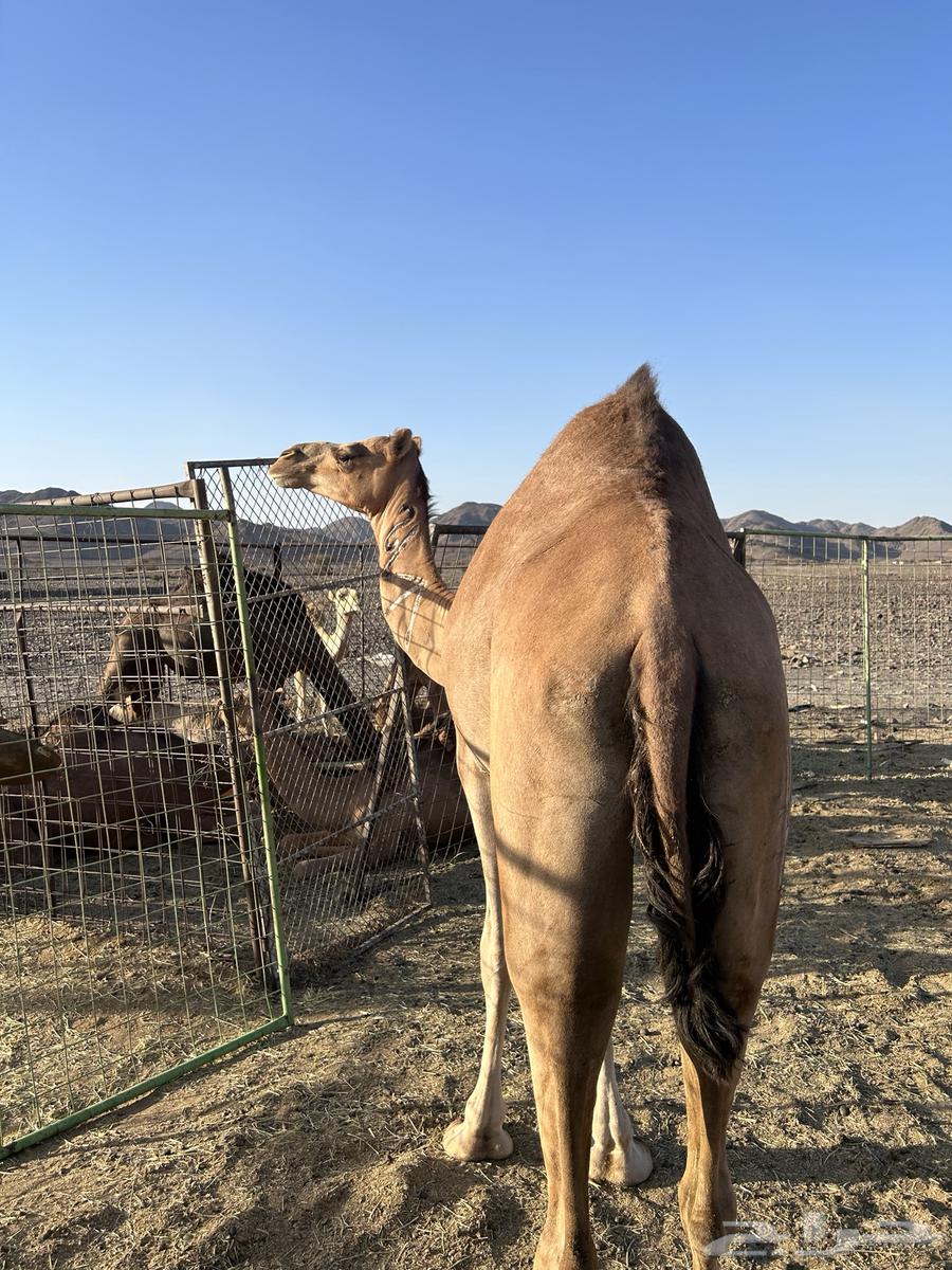 Red coastal mare on a Darab Minout Al-Qani, price limit 580063678027913474113