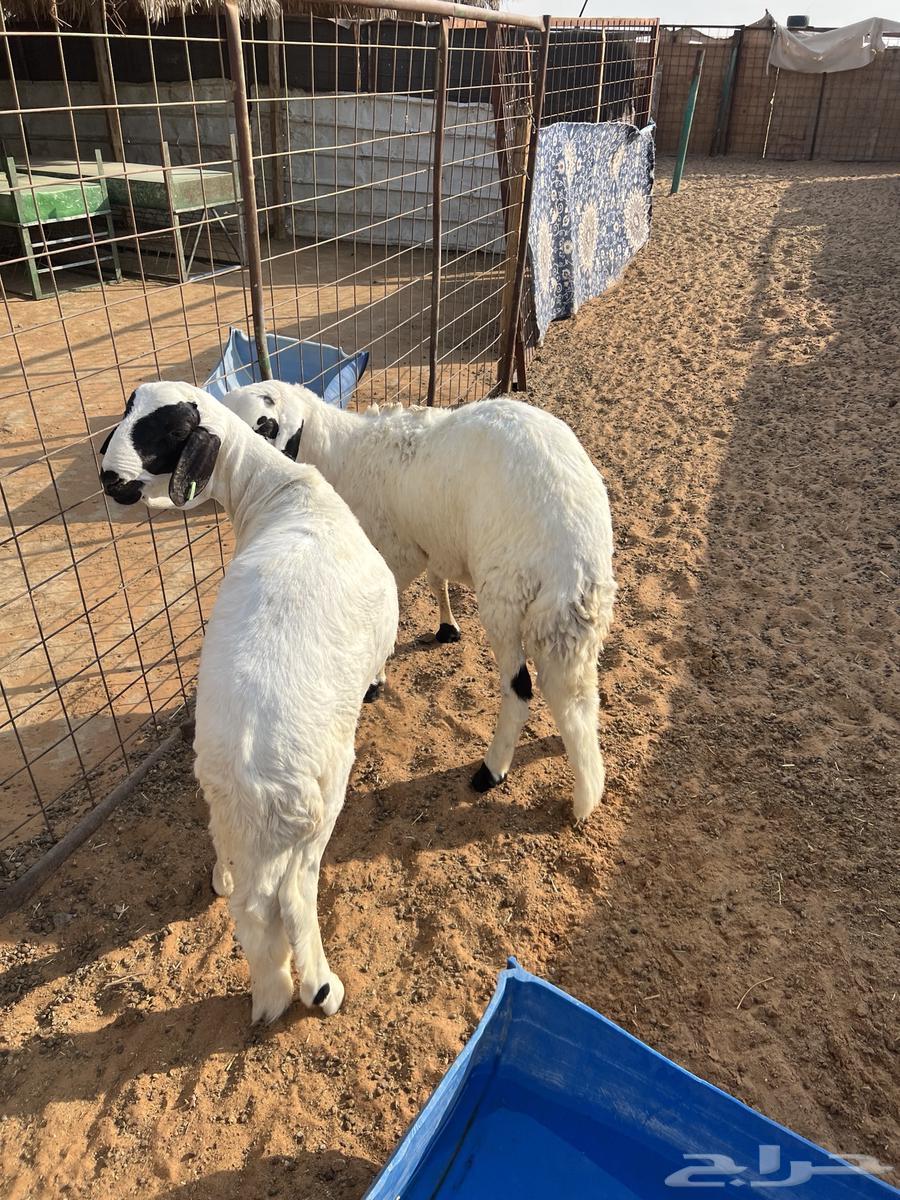 Sheep63678109280258111