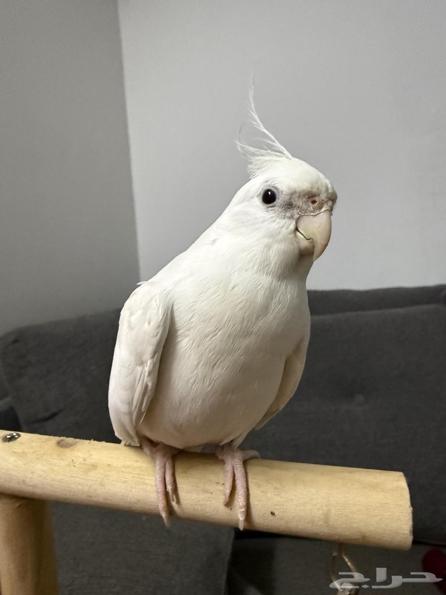 Talking and threatening Bulbul bird63679835282435112