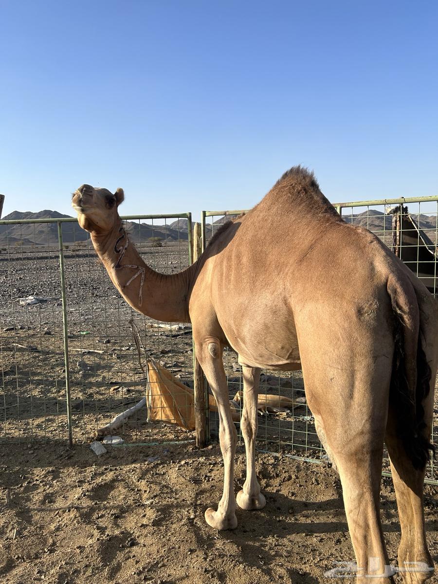 Red coastal mare on a Darab Minout Al-Qani, price limit 580063678027913474112