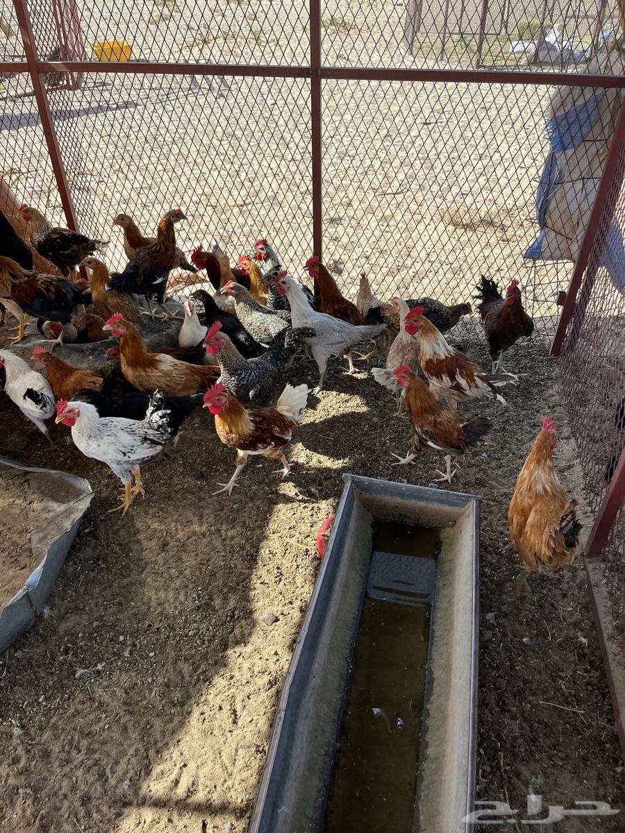 Chicken for sale63698995010050111