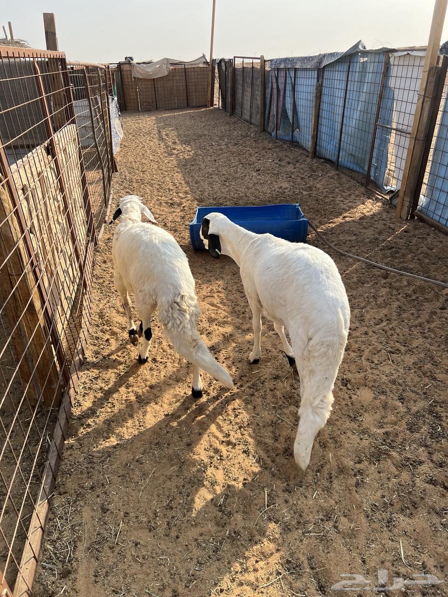 Sheep63678109280258113