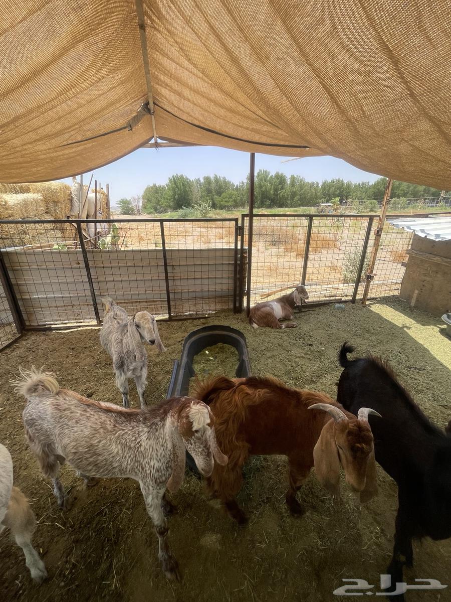 Goats for sale63676563030018112