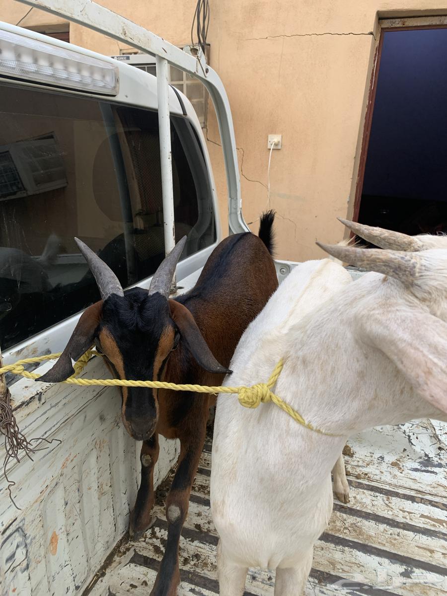 Tious for sale63698996900482111