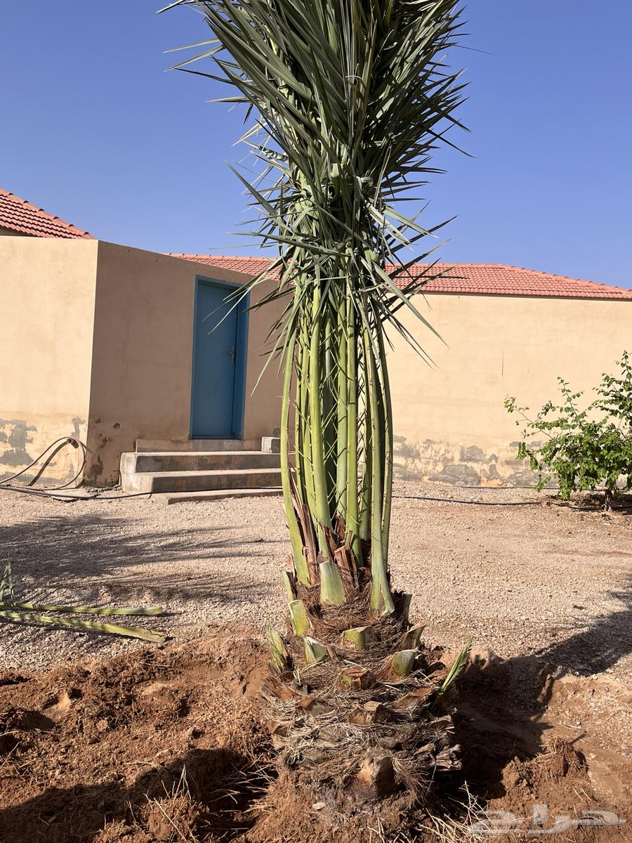 Date palms for sale, Sukkari and Majdool, Iklas, Sakkari63679333703554112