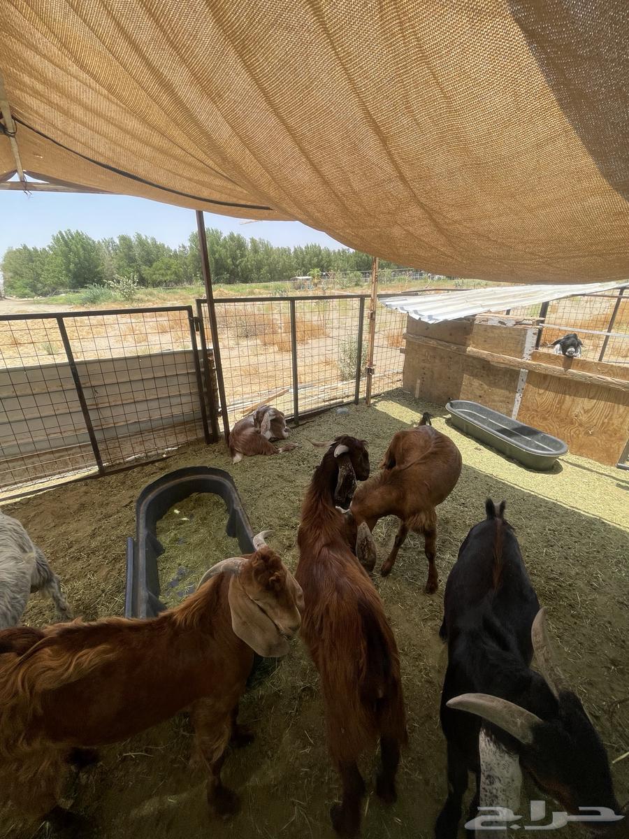 Goats for sale63676563030018113