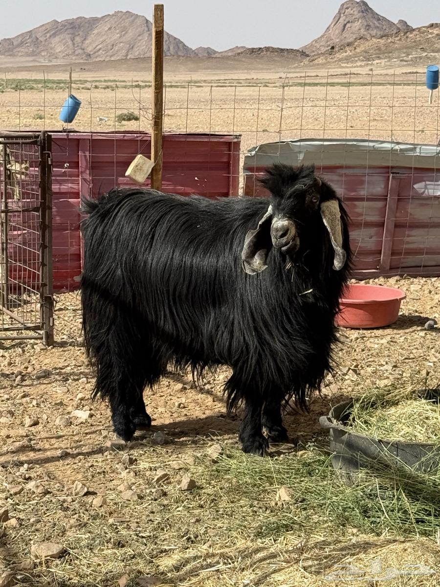 Goat for sale, excellent63678109065091112