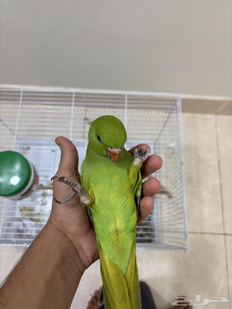 Domestic Pearl Chick (No Longer Available)63676563085569112