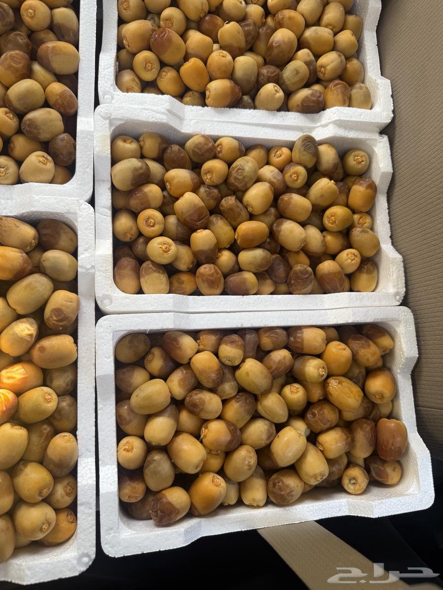 روثاانه المدينه63698993579009110
