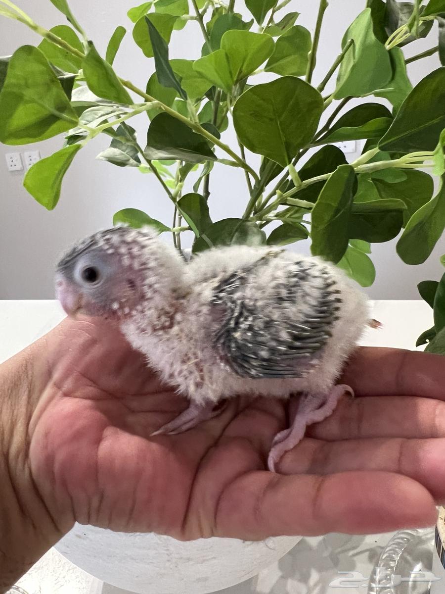 Junior Pineapple Red Factor Chicks63678303184515110