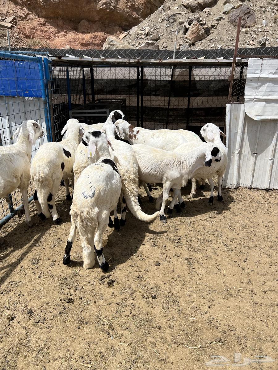طليان ورخال حريه وتيوس وطليان سواكن ( البيع تفريد )63698991141249114