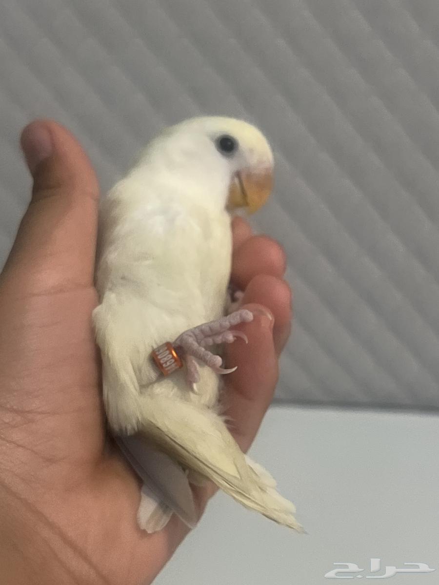 A bird for negotiation and money63676469769602111