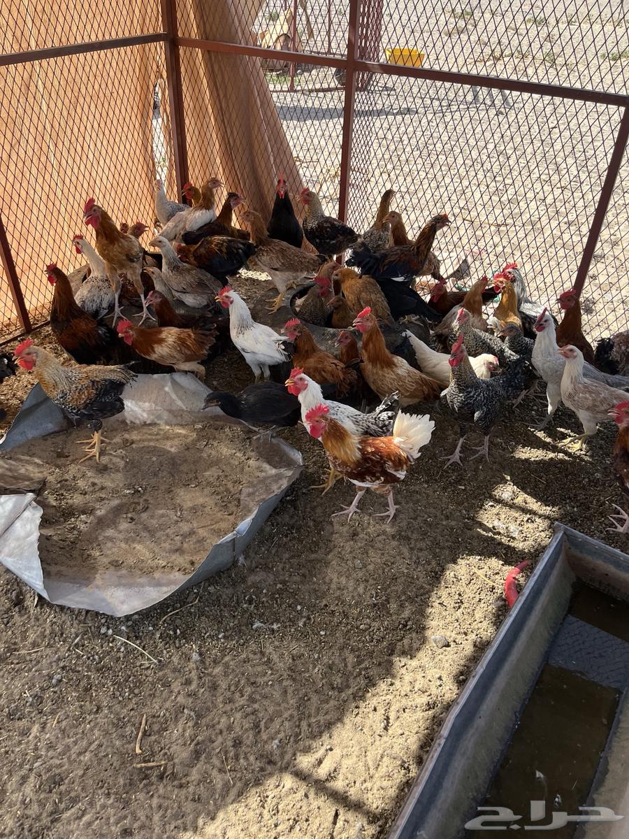 Chicken for sale63698995010050110