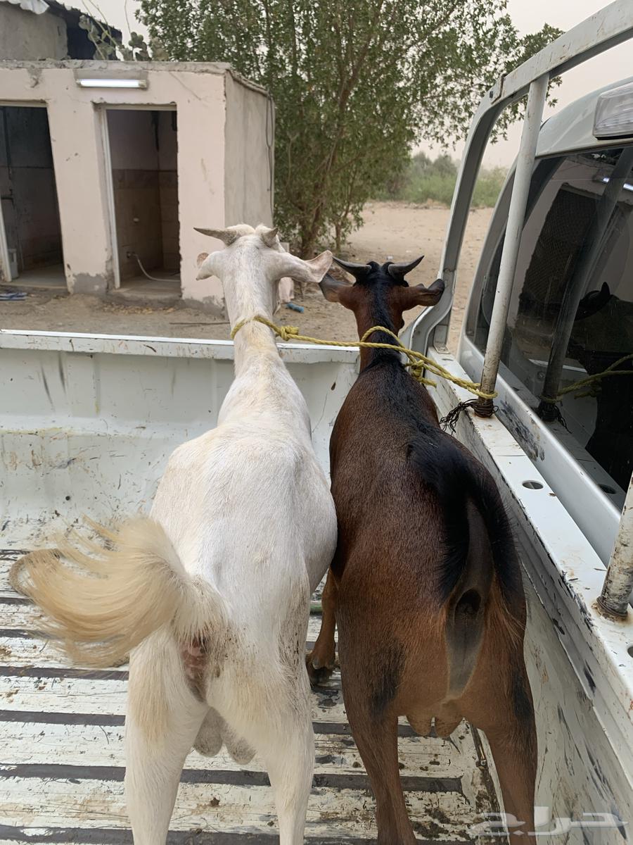Tious for sale63698996900482112