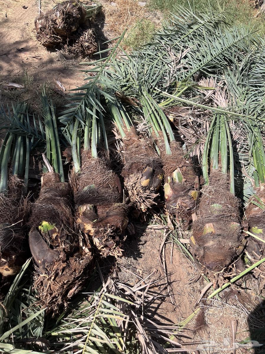 Date palms for sale, Sukkari and Majdool, Iklas, Sakkari63679333703554110