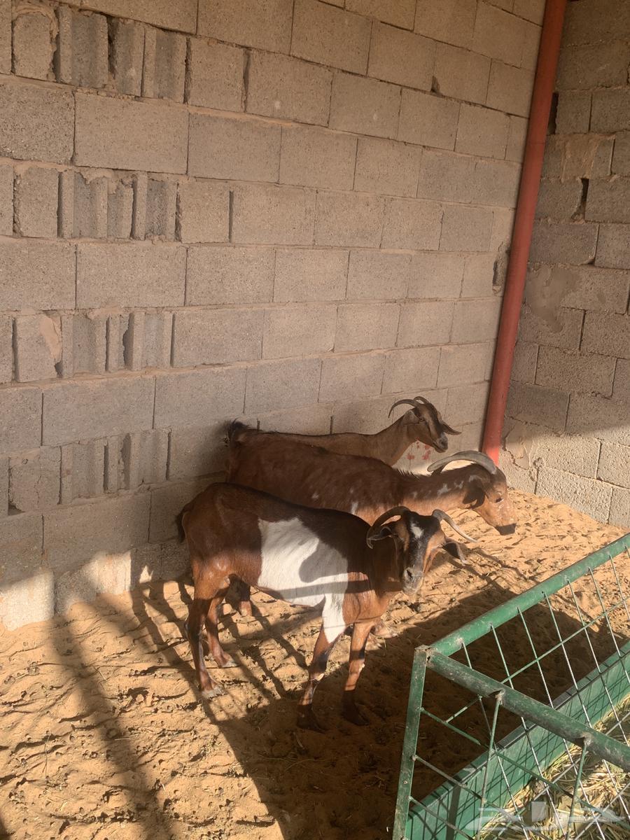 Southern goat for sale, number 363698994688897111