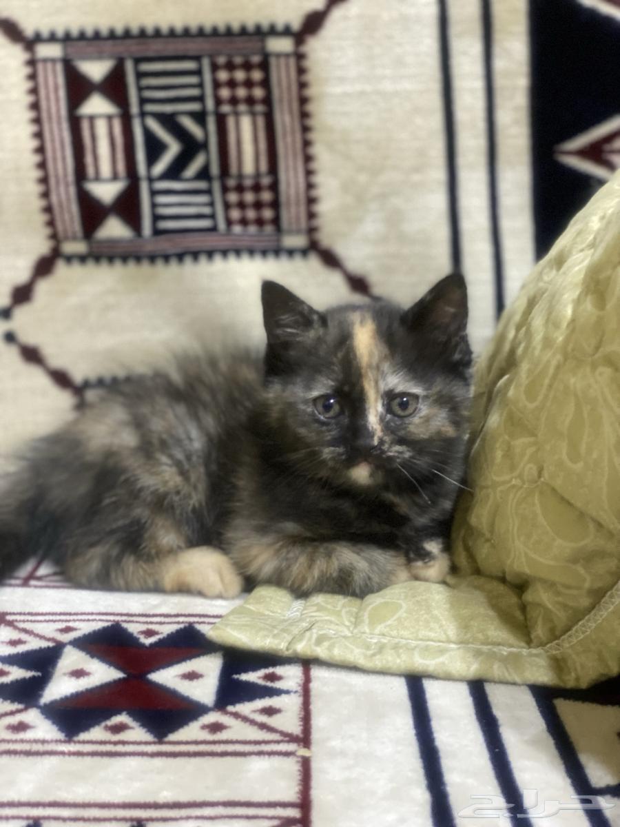 Two months old, tiger color, negotiable price and cash on delivery63677683891201111