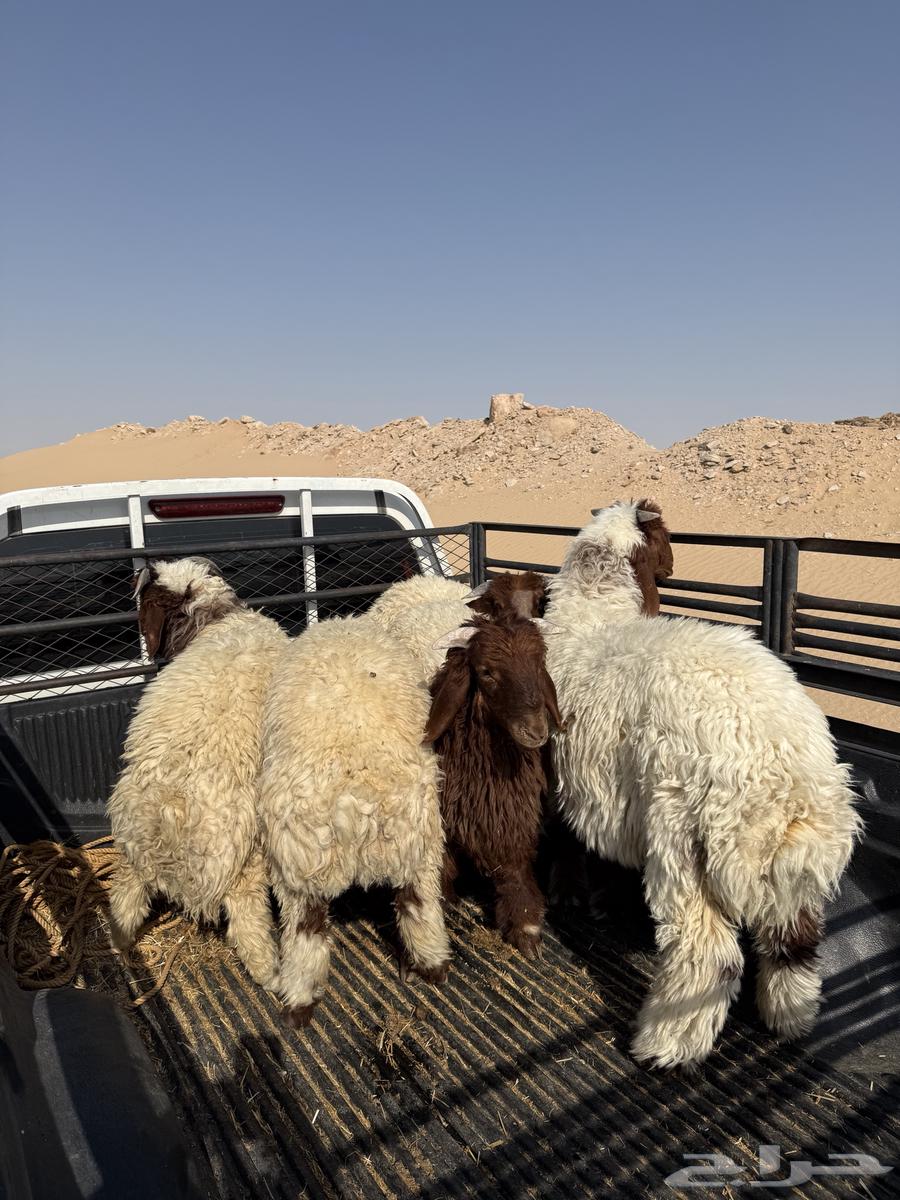 نعيمي هرفي بري63678208156418112