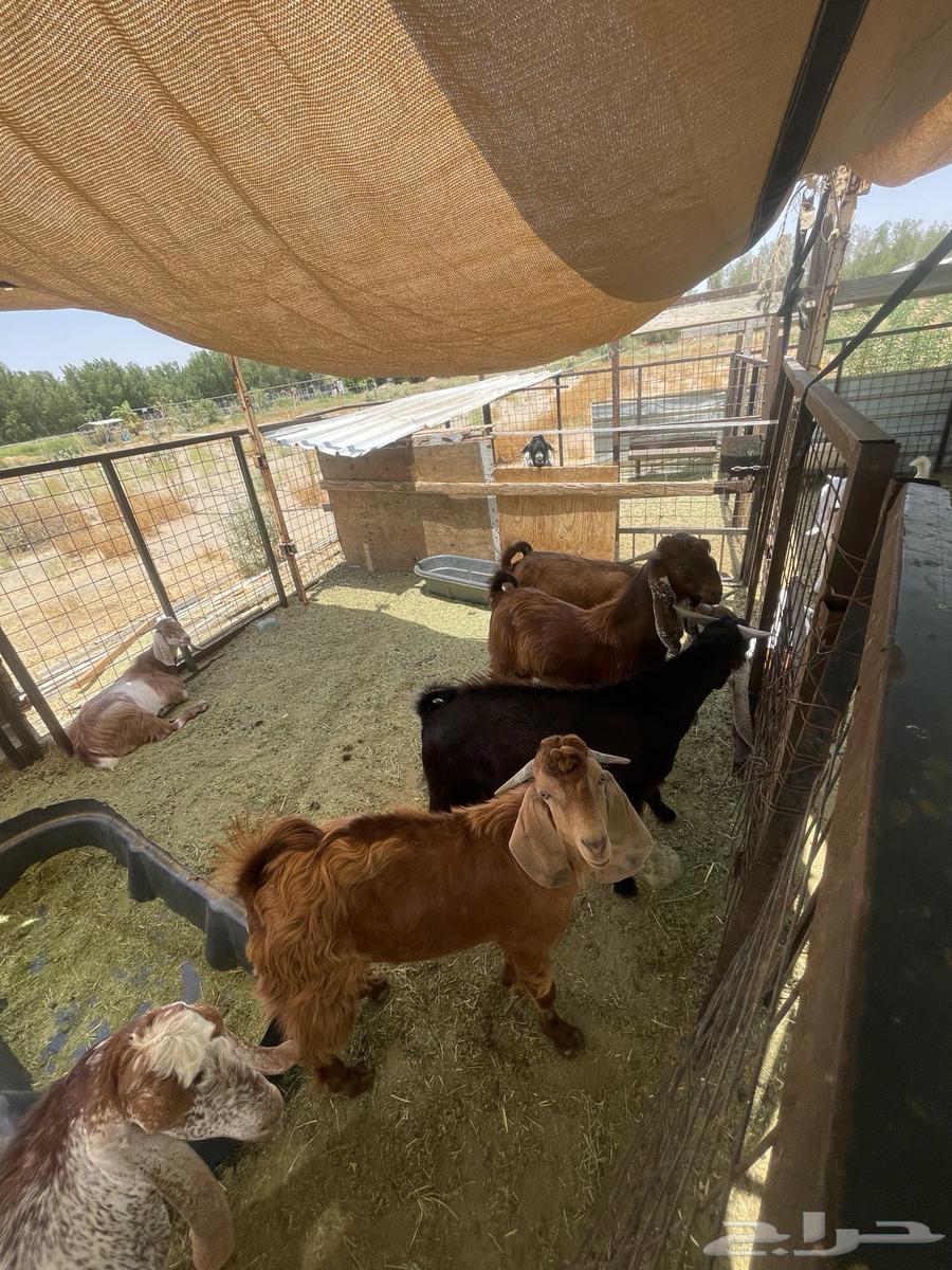 Goats for sale63676563030018111