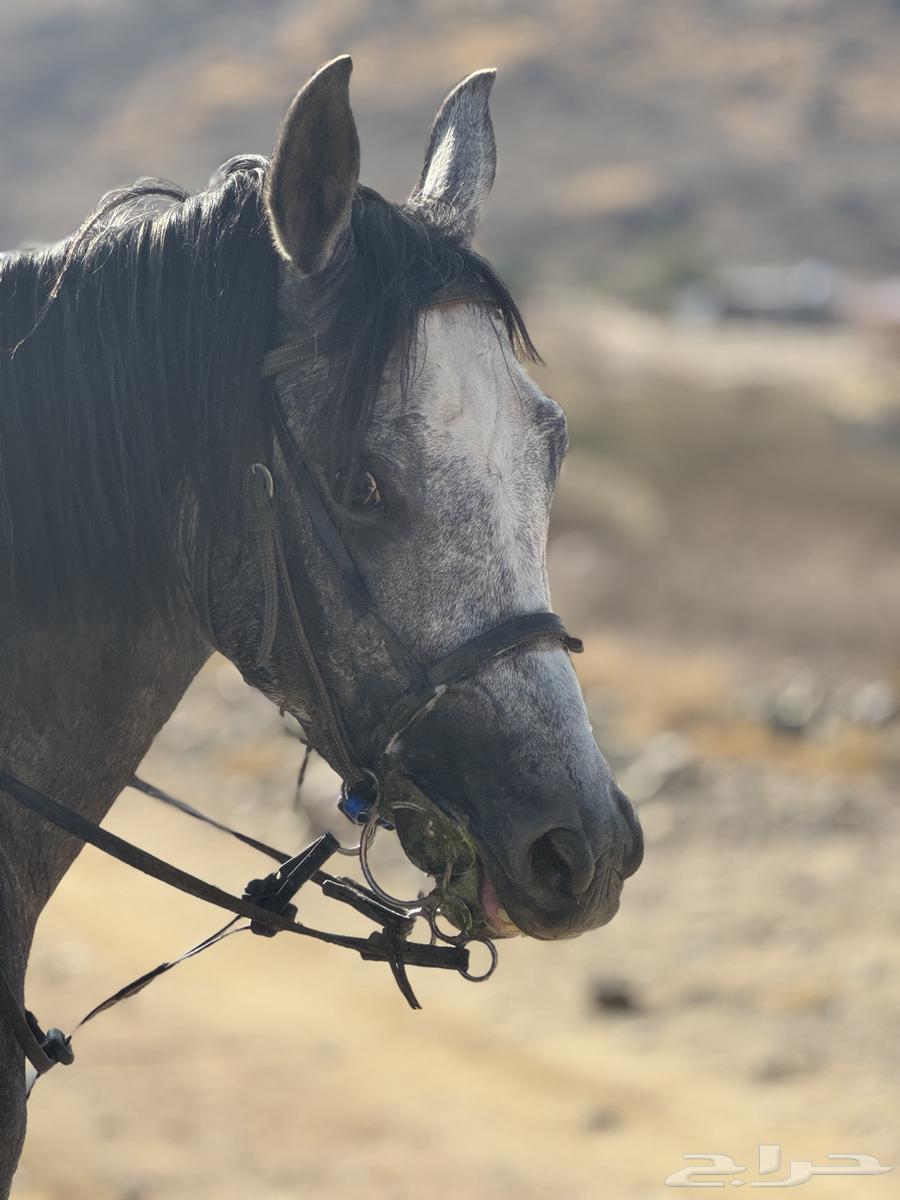 حصان شعبي63698992167809112