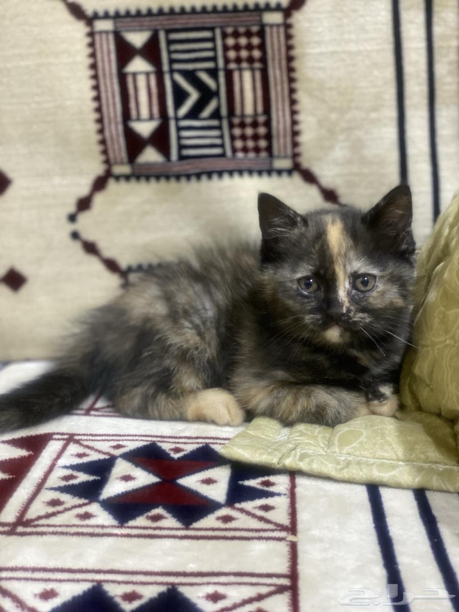 Two months old, tiger color, negotiable price and cash on delivery63677683891201110