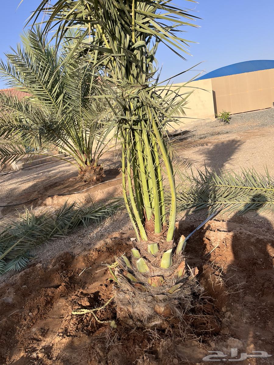 Date palms for sale, Sukkari and Majdool, Iklas, Sakkari63679333703554113