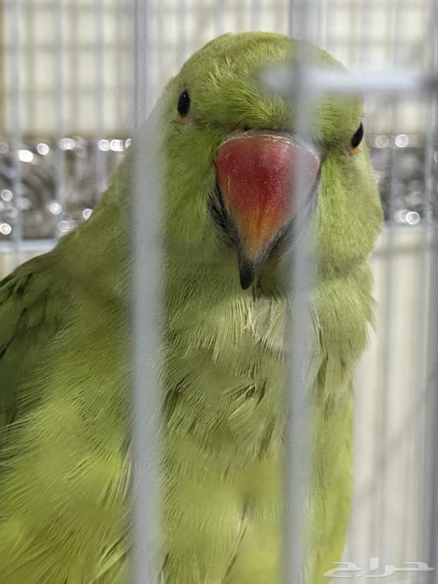 ببغاء دره للبيع63676994314498110