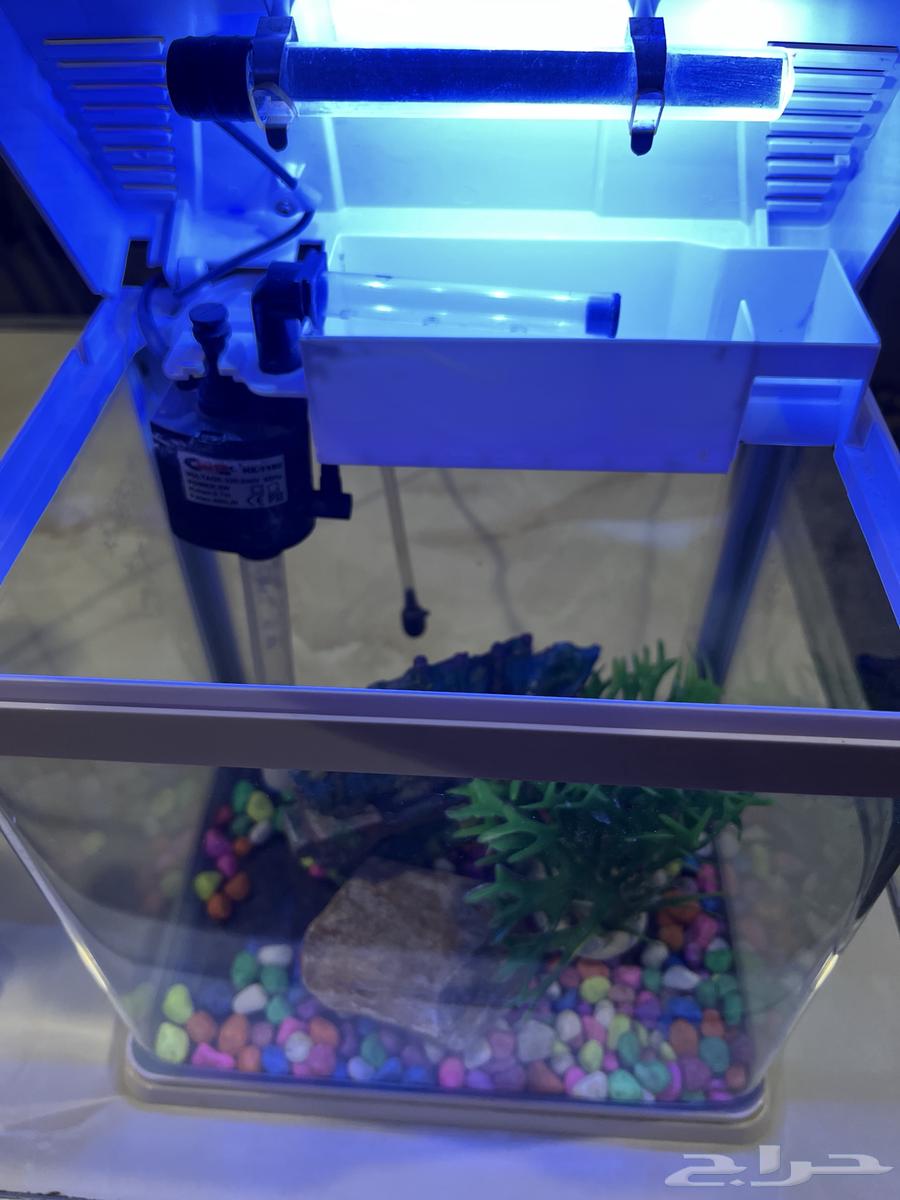 New, lightweight, and easy-to-clean fish tank for sale63679744341891112