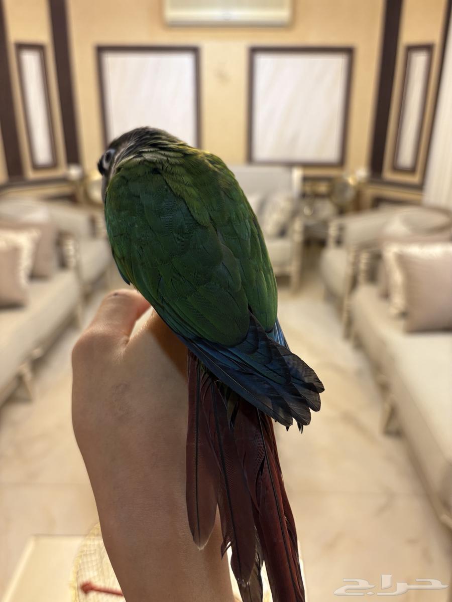 كنيور ريد فاكتور يلو سايد اليف جدا63678744327683113