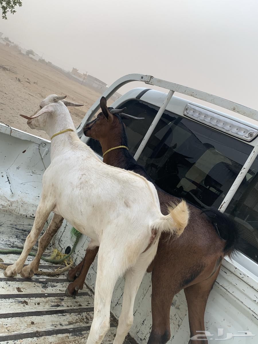 Tious for sale63698996900482110