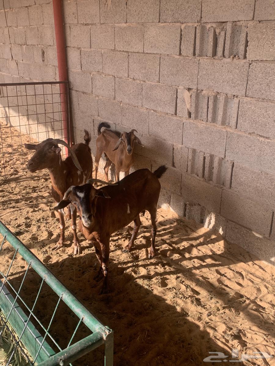 Southern goat for sale, number 363698994688897110