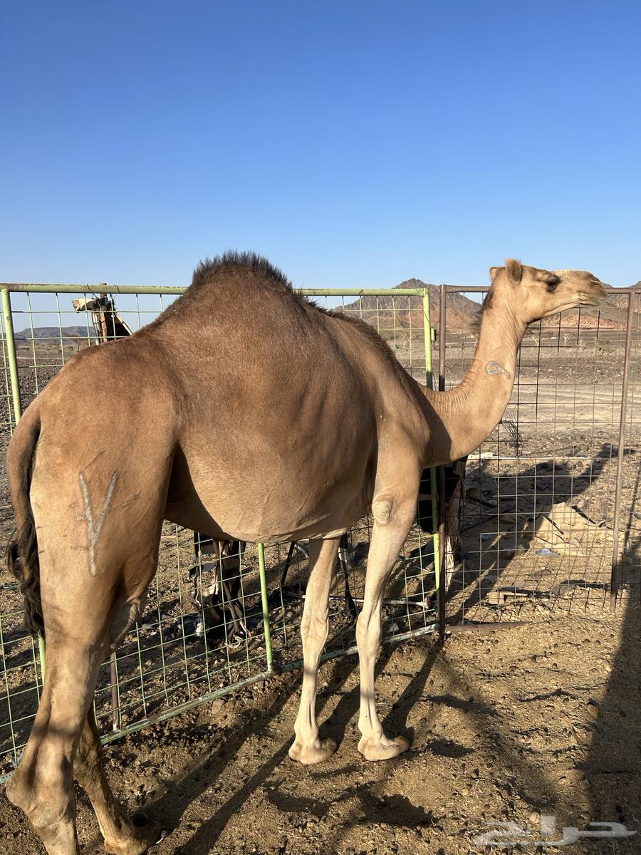 Red coastal mare on a Darab Minout Al-Qani, price limit 580063678027913474111