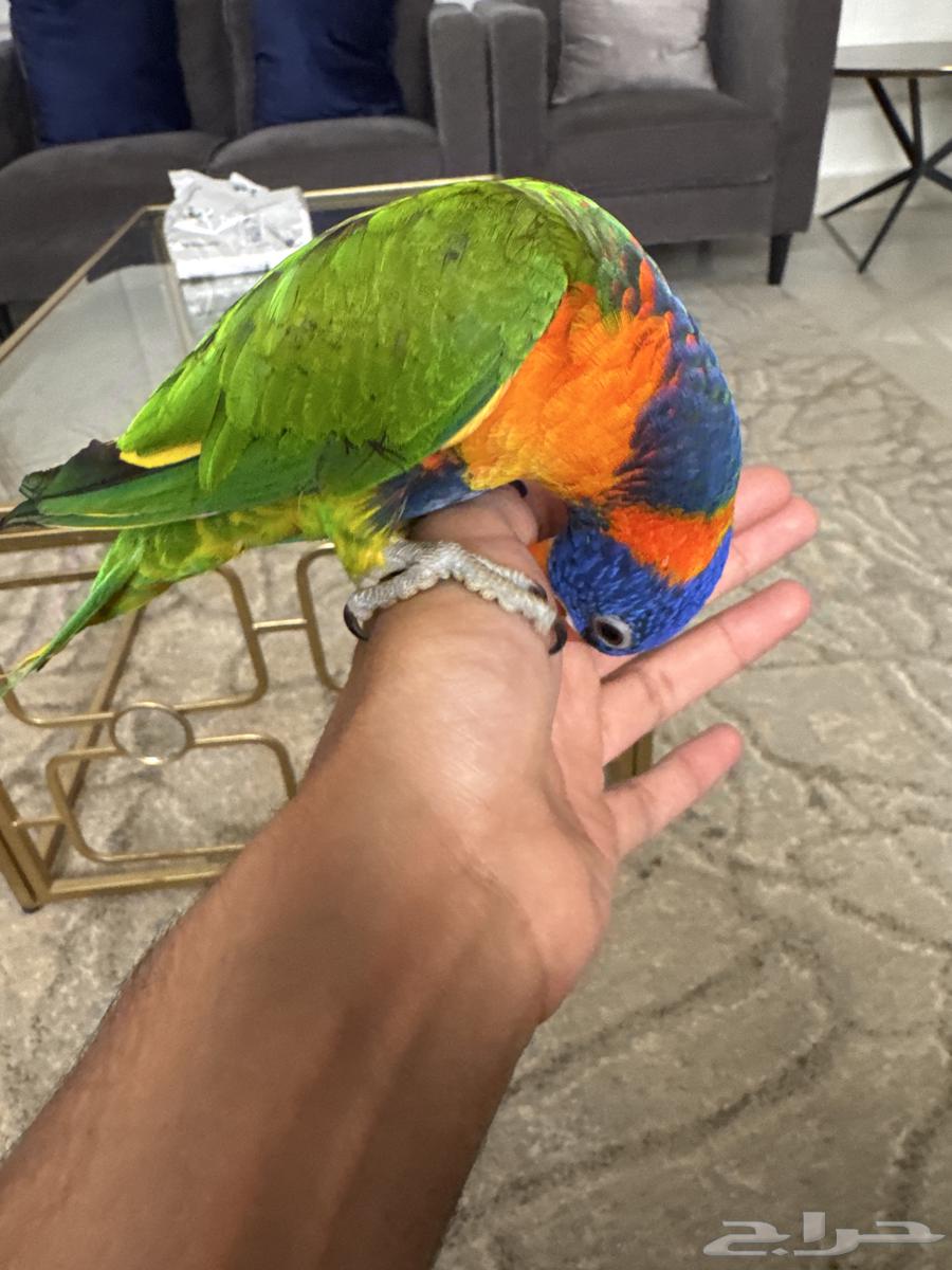 Lori, 6 months old, offered for sale63679519648642110