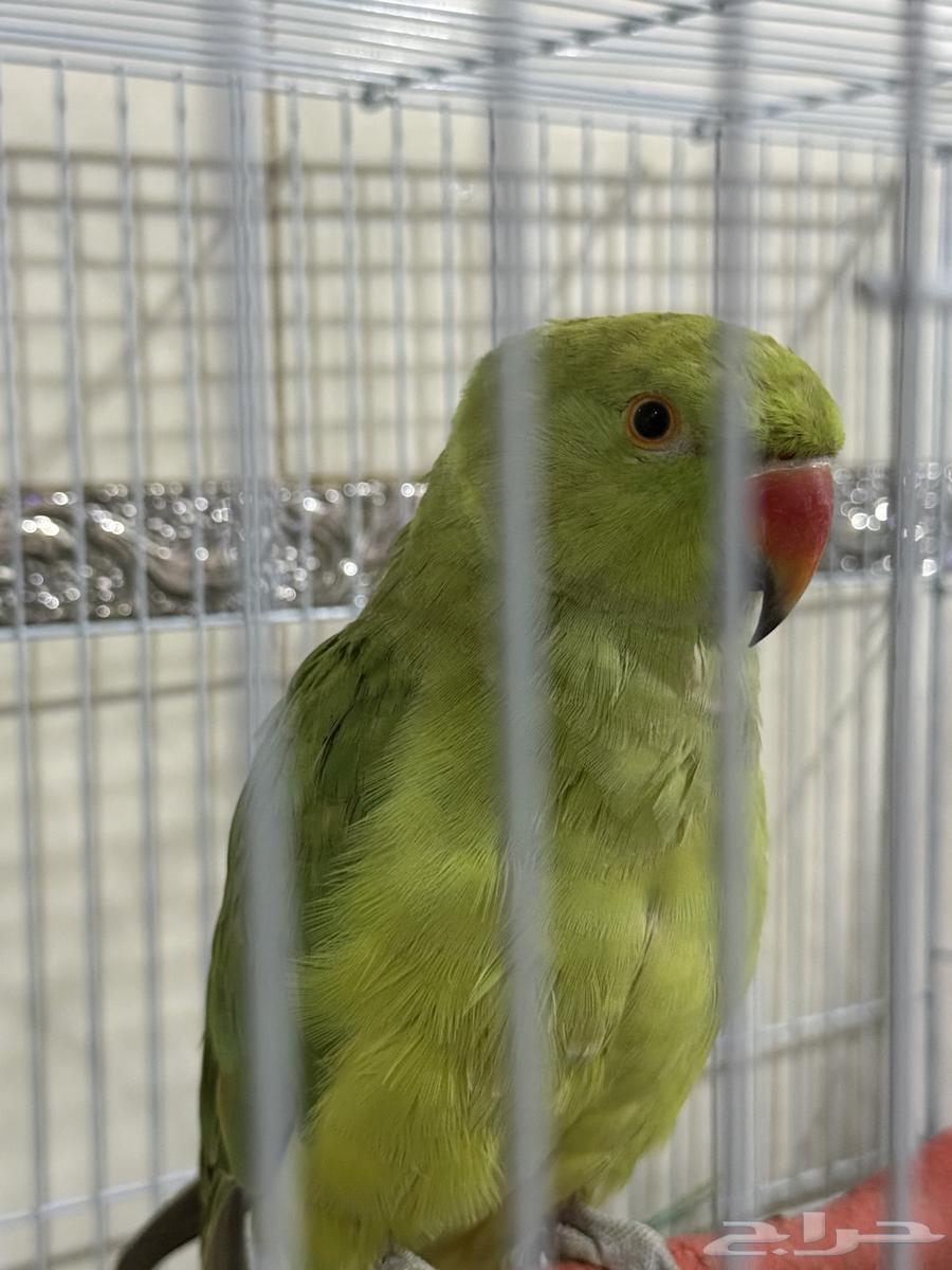 ببغاء دره للبيع63676994314498111