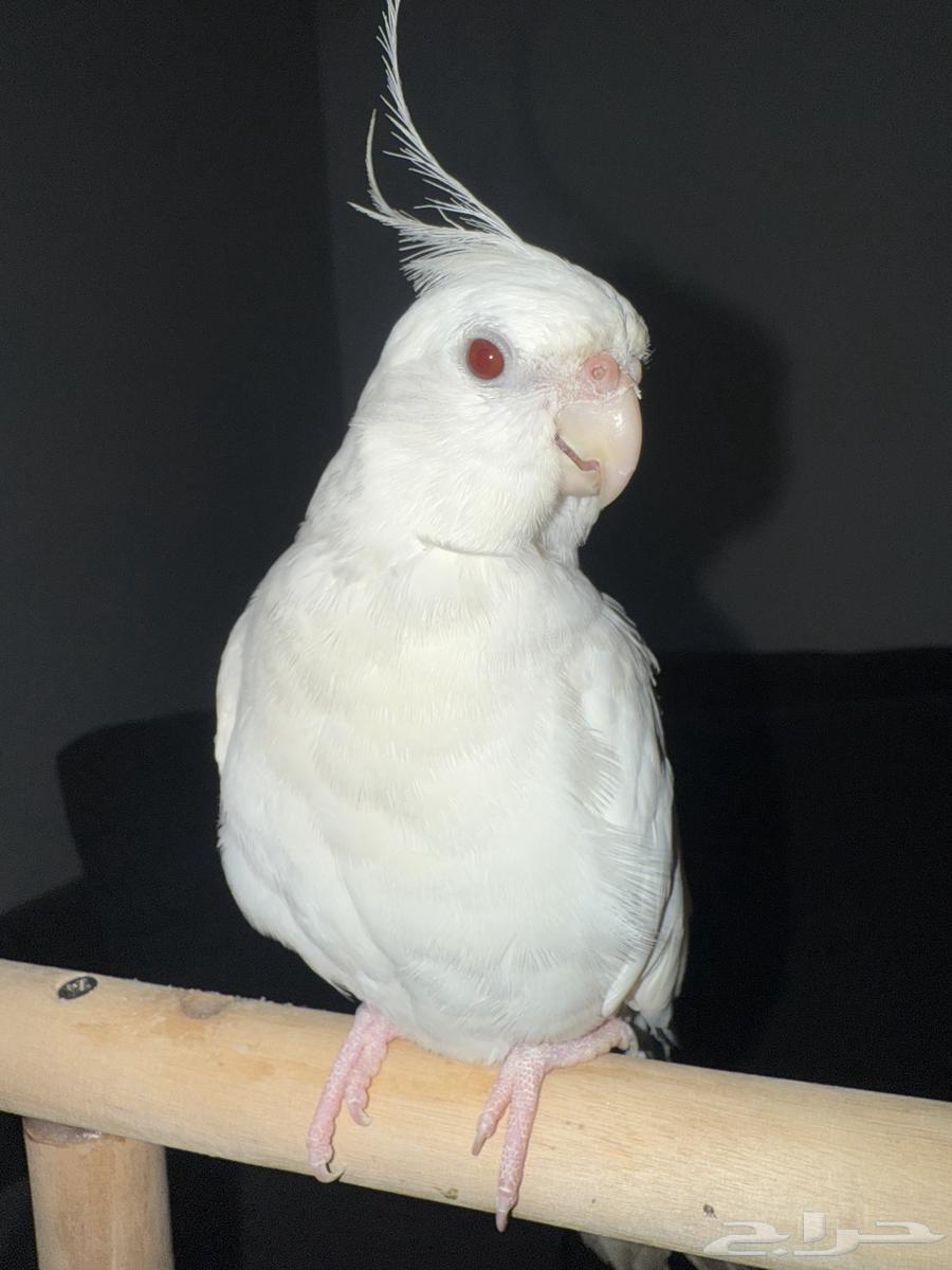 Talking and threatening Bulbul bird63679835282435110