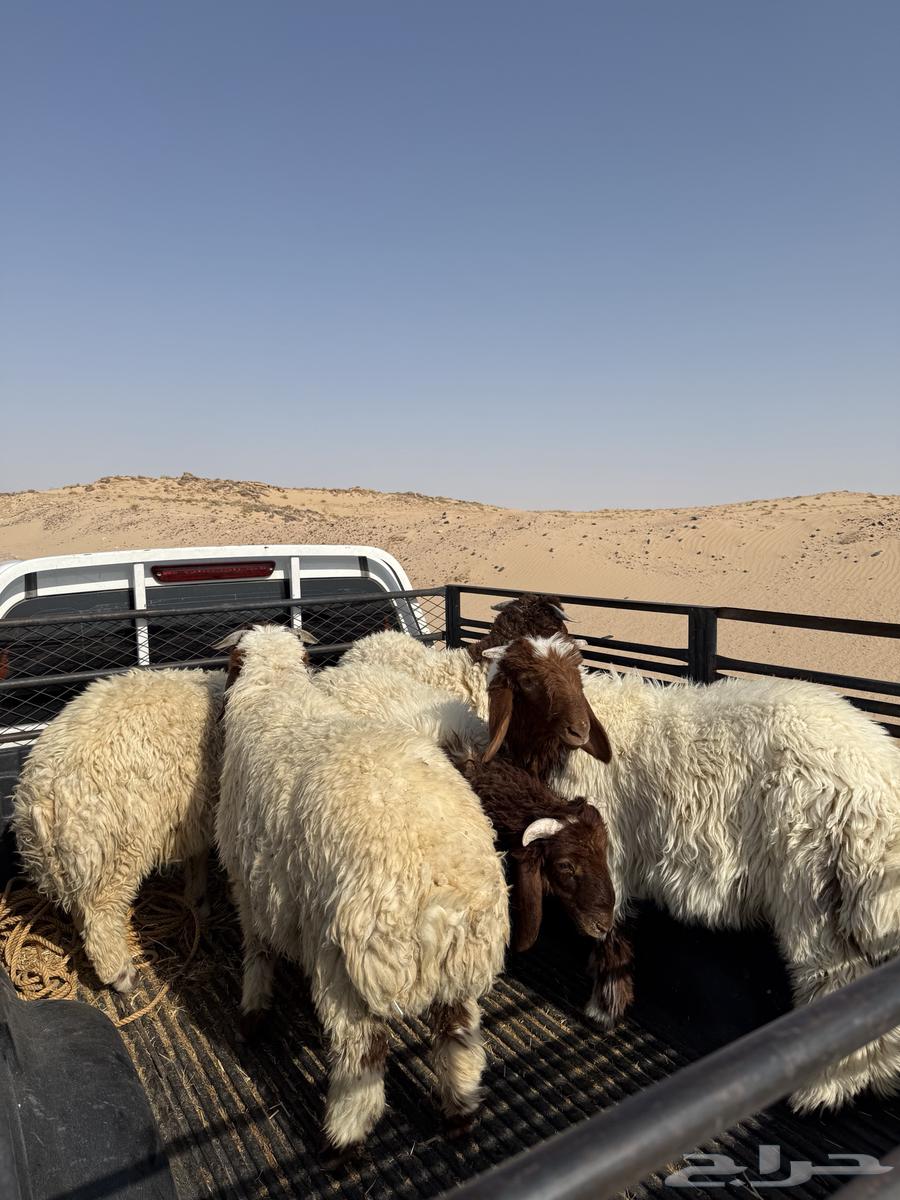 نعيمي هرفي بري63678208156418110