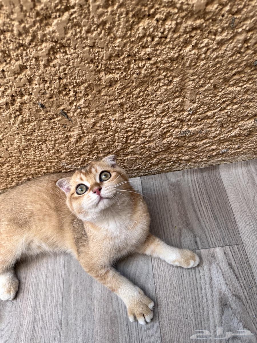سكوتش فولد للبيع63677938204674112