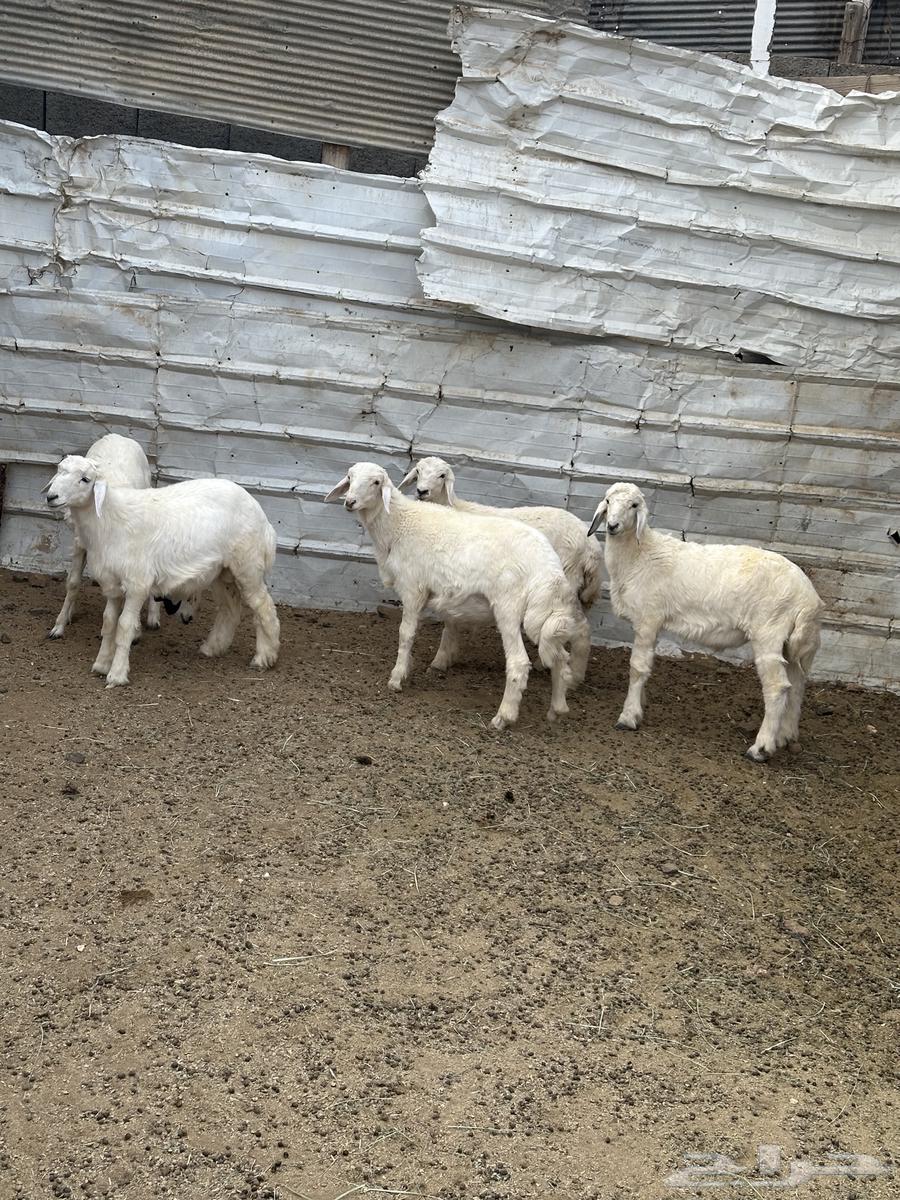 Tulian and Warkhal for sale63698996003841110