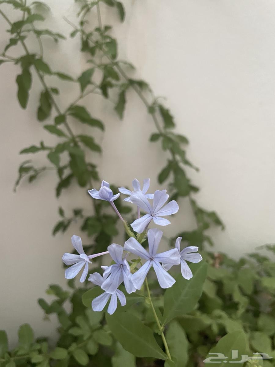 Blue Jasmine Tree and Rare-Colored Hell Tree63677938196482111