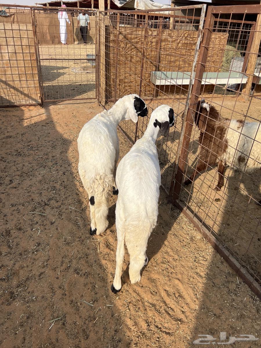 Sheep63678109280258110