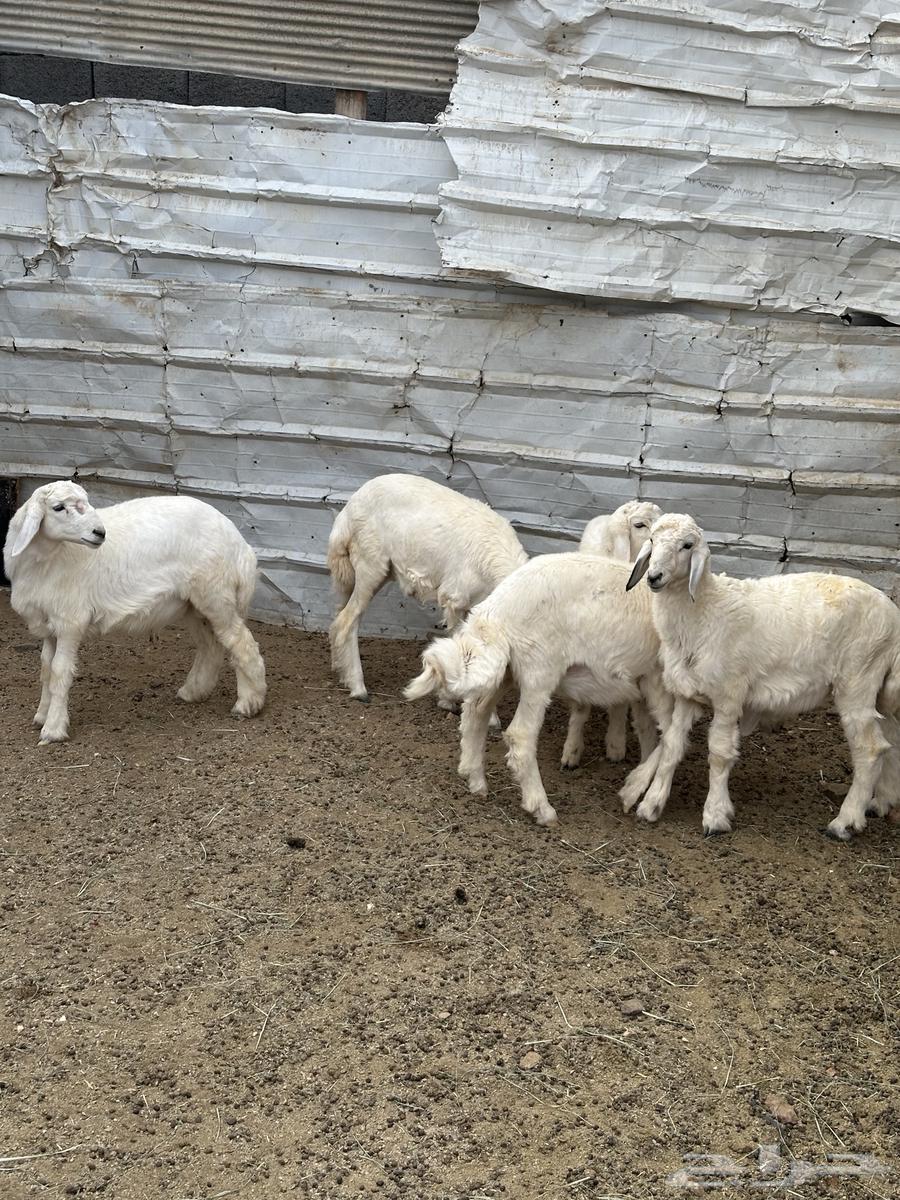 Tulian and Warkhal for sale63698996003841111