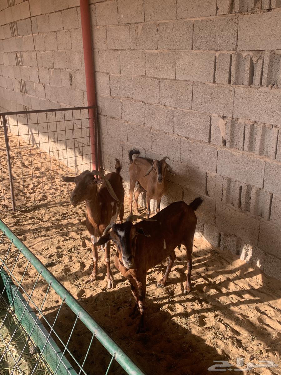 Southern goat for sale, number 363698994688897112