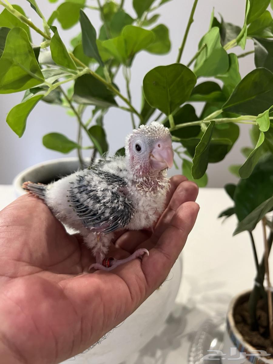 Junior Pineapple Red Factor Chicks63678303184515112